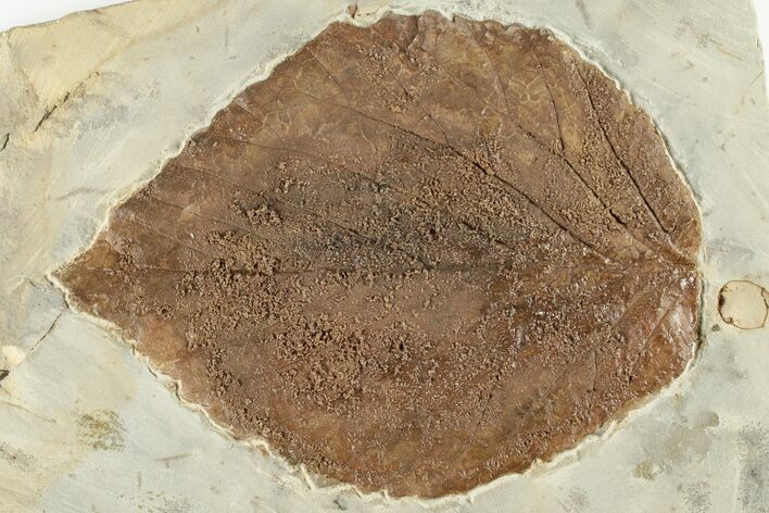 3.1" Fossil Leaf (Beringiaphyllum) - Montana